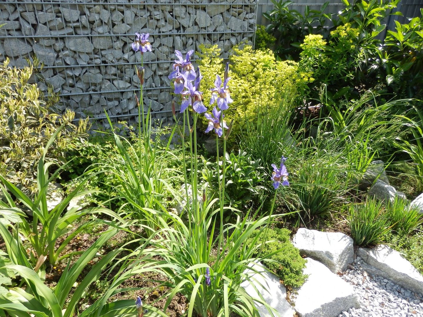 Gabionen mit neu gepflanzten Blumen